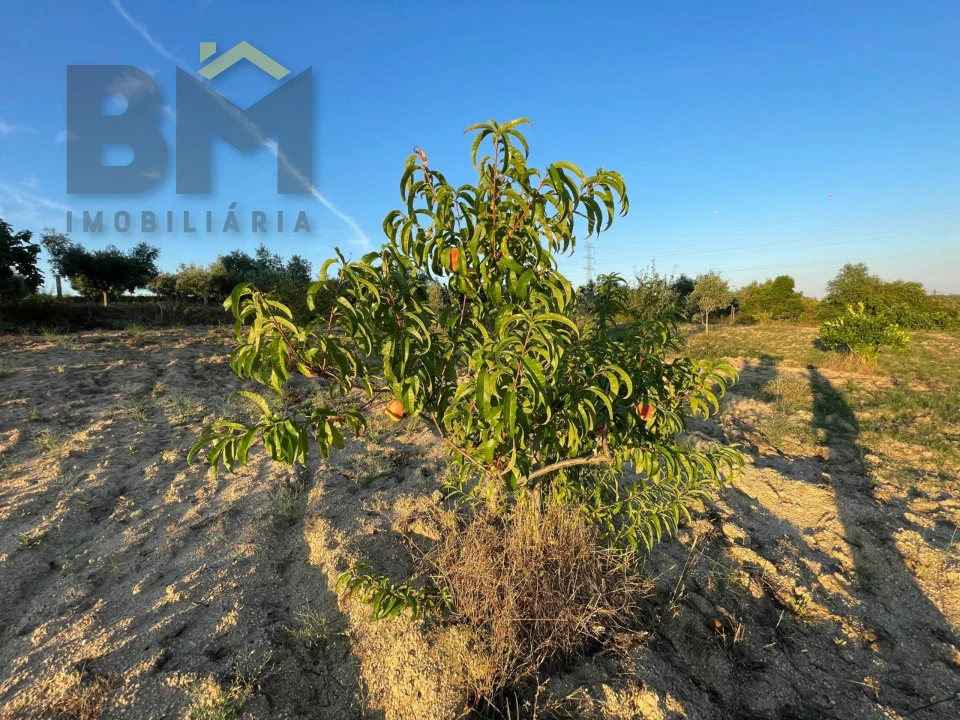 Terreno Agricola ou Rústico para Venda em Castelo Branco Foto 6