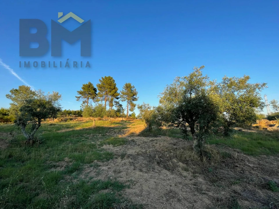 Terreno Agricola ou Rústico para Venda em Castelo Branco Foto 9