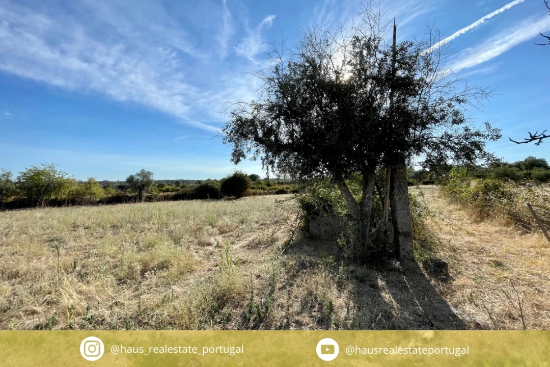 Terreno Agricola ou Rústico para Venda em Escalos de Cima e Lousa Foto 1