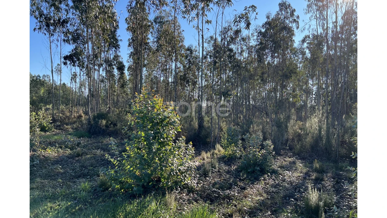 Terreno para Venda em Penacova Foto 10