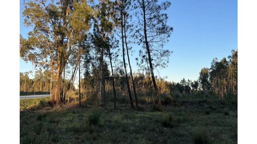 Terreno para Venda em Penacova Foto 3