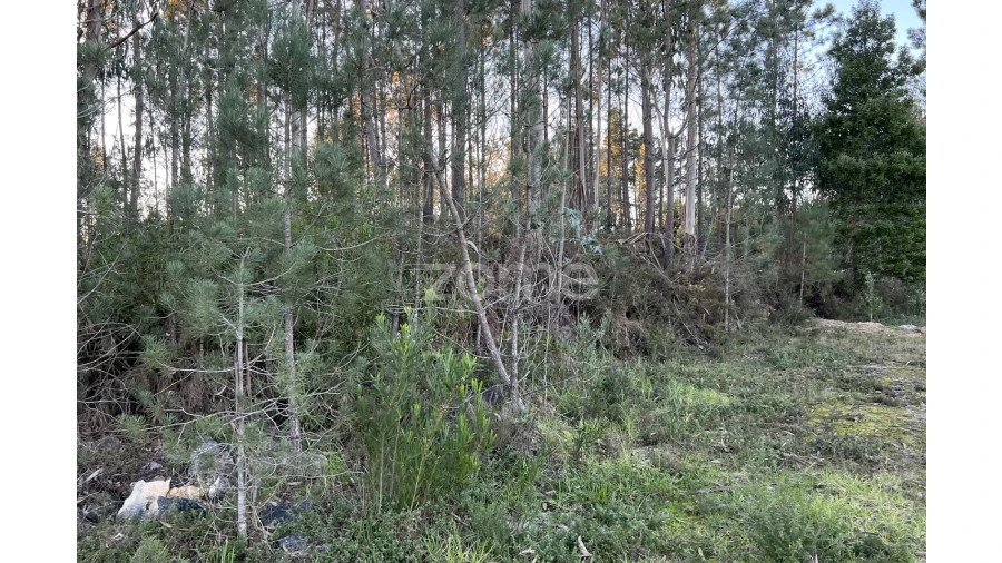 Terreno para Venda em Penacova Foto 7