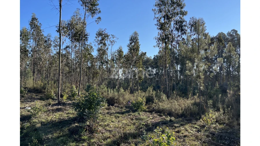 Terreno para Venda em Penacova Foto 9