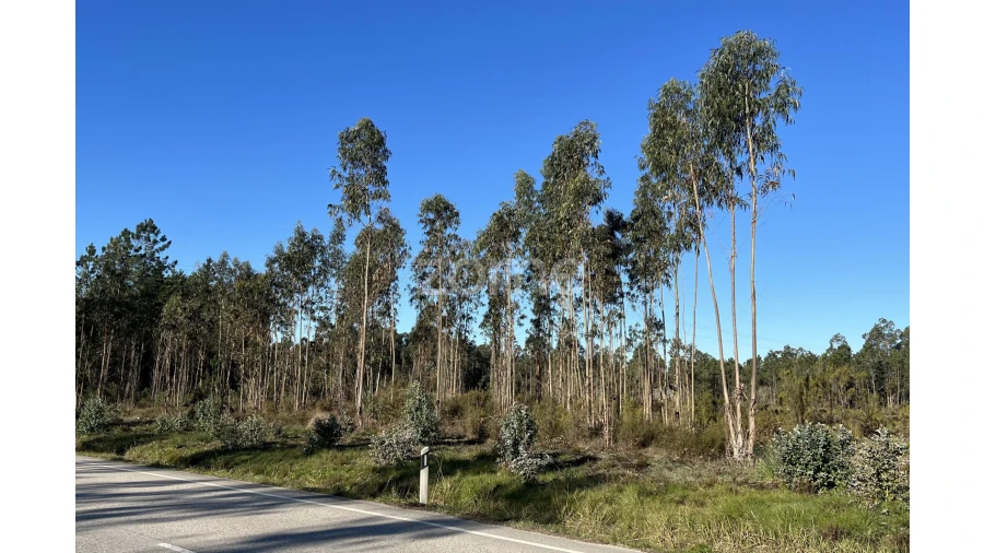 Terreno para Venda em Penacova Foto 12