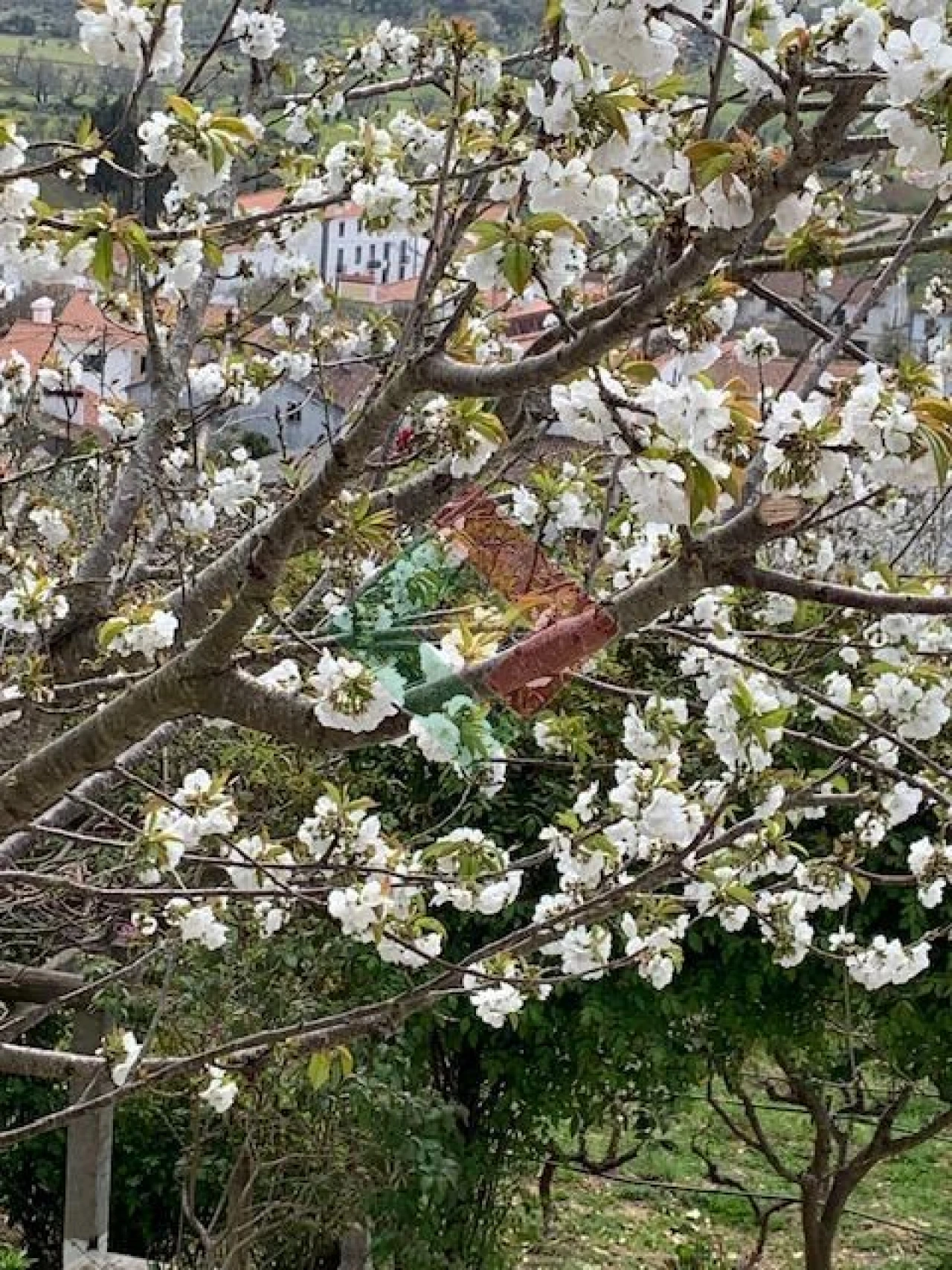 Moradia T3 para Venda em São Salvador da Aramenha Foto 8