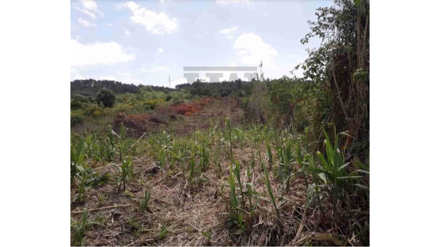 Terreno Agricola ou Rústico para Venda em Castanheira do Ribatejo e Cachoeiras Foto 3