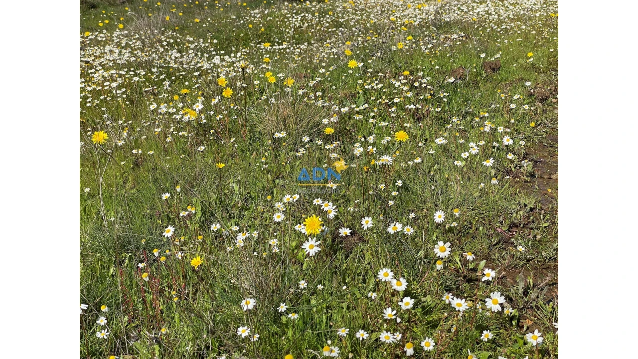 Terreno para Venda em Monfortinho e Salvaterra do Extremo Foto 4