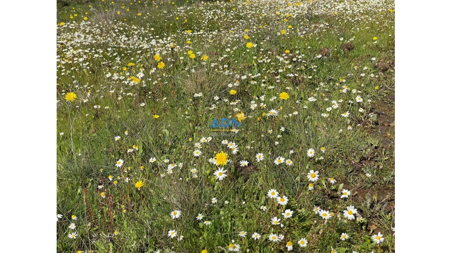 Terreno para Venda em Monfortinho e Salvaterra do Extremo Foto 4