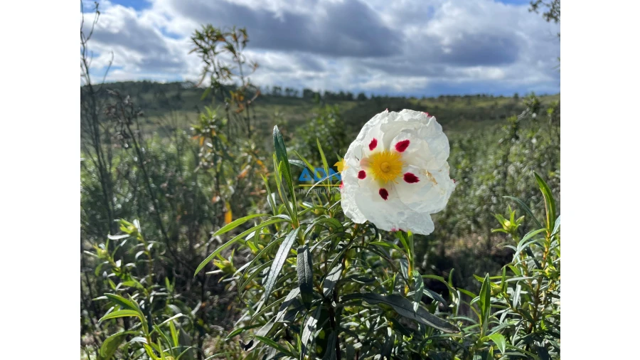 Terreno para Venda em Monfortinho e Salvaterra do Extremo Foto 9