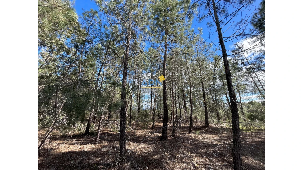 Terreno para Venda em Monfortinho e Salvaterra do Extremo Foto 5