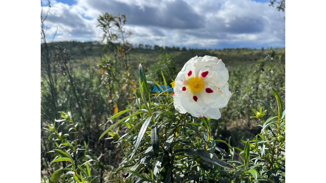 Terreno para Venda em Monfortinho e Salvaterra do Extremo Foto 9