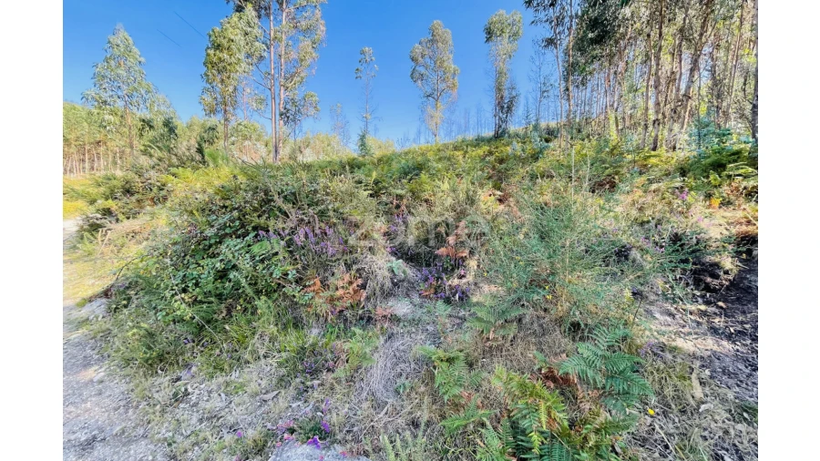 Terreno para Venda em Caniçada e Soengas Foto 9