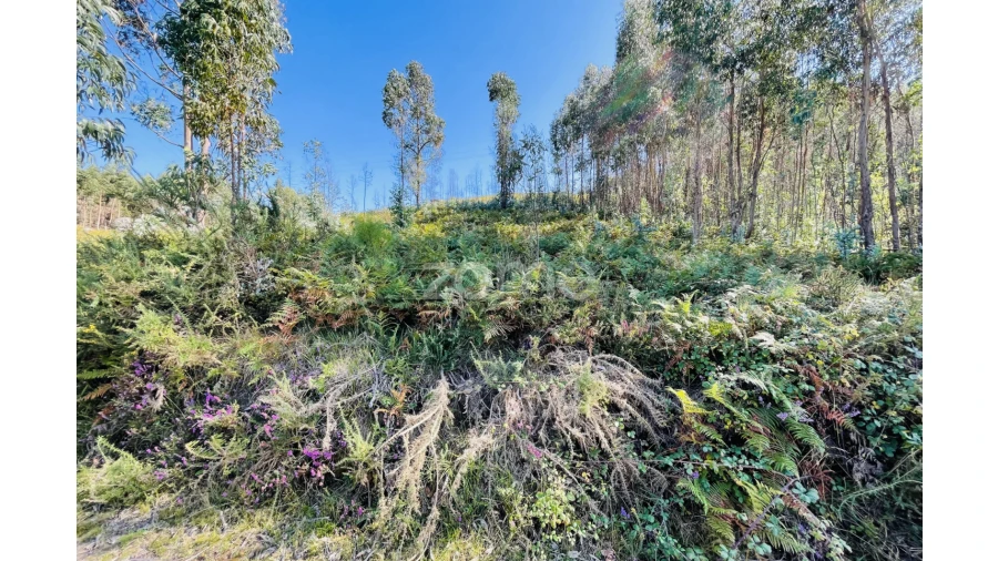 Terreno para Venda em Caniçada e Soengas Foto 10