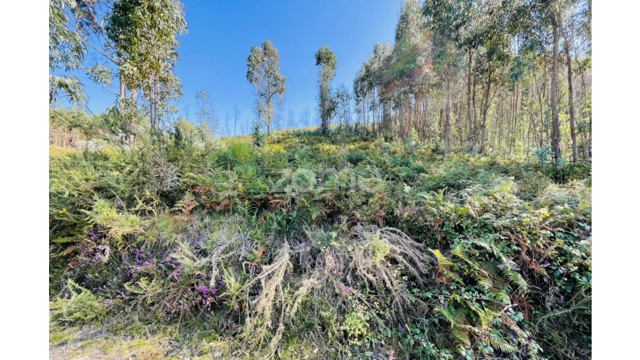 Terreno para Venda em Caniçada e Soengas Foto 11