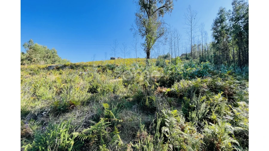 Terreno para Venda em Caniçada e Soengas Foto 14