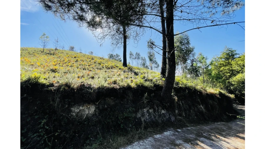 Terreno para Venda em Caniçada e Soengas Foto 26
