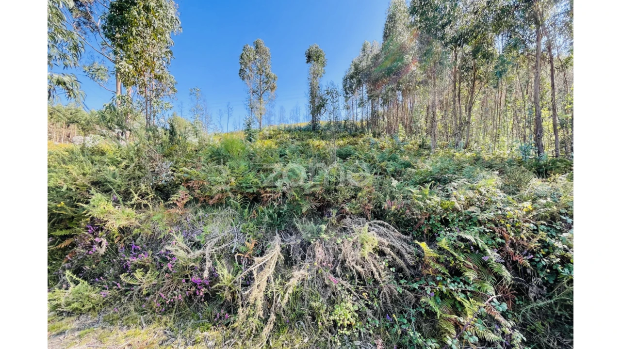 Terreno para Venda em Caniçada e Soengas Foto 11