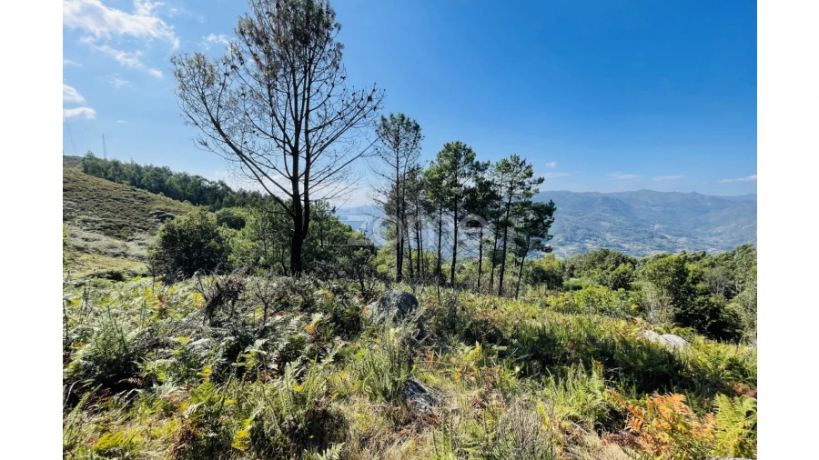 Terreno para Venda em Caniçada e Soengas Foto 21