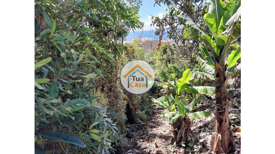 Terreno para Venda em Calheta Foto 17