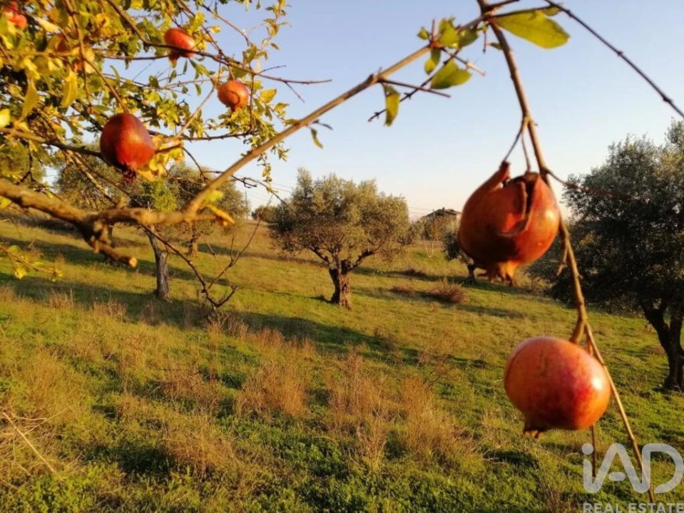 Moradia para Venda em Torres Novas (São Pedro), Lapas e Ribeira Branca Foto 17