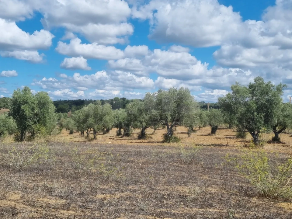 Terreno para Venda em Mouriscas Foto 4