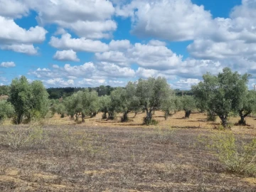 Terreno para Venda em Mouriscas