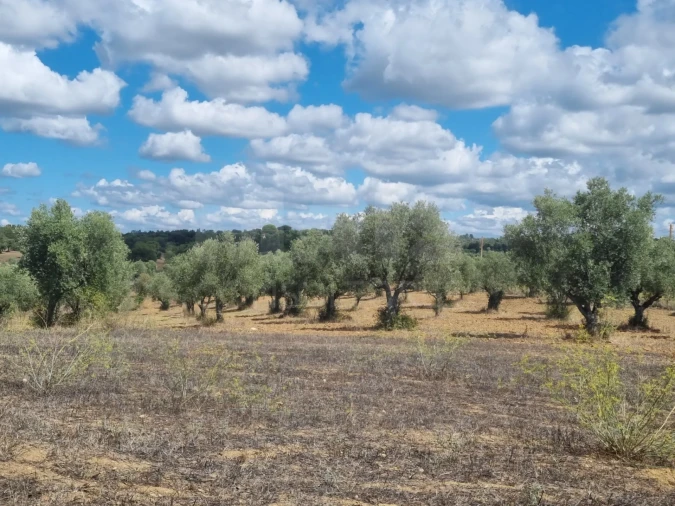 Terreno para Venda em Mouriscas Foto 4