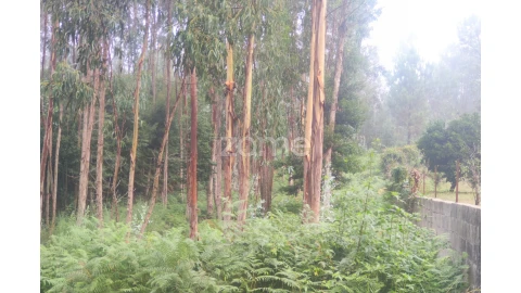 Terreno para Venda em Nogueira da Regedoura
