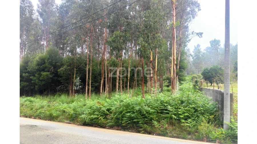 Terreno para Venda em Nogueira da Regedoura Foto 10