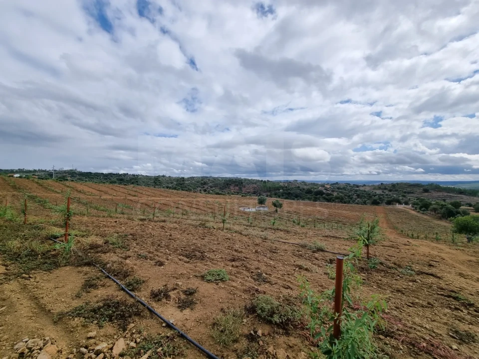 Quinta para Venda em Mouriscas Foto 6