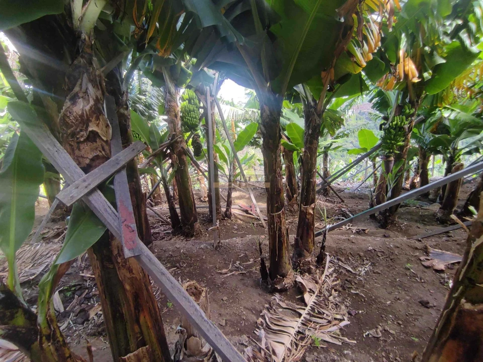 Moradia T3 para Venda em Ponta do Sol Foto 40