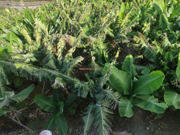 Moradia T3 para Venda em Ponta do Sol