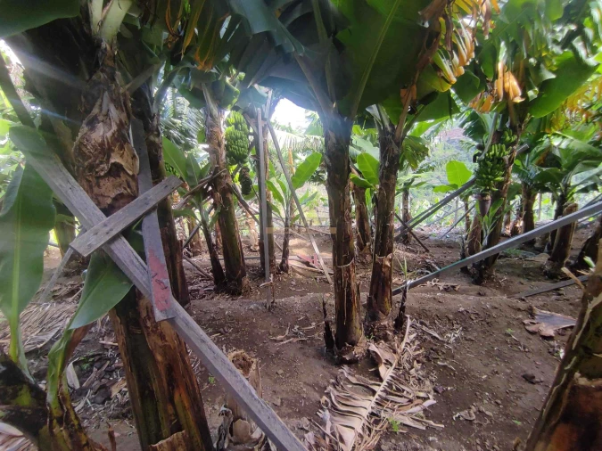 Moradia T3 para Venda em Ponta do Sol Foto 40