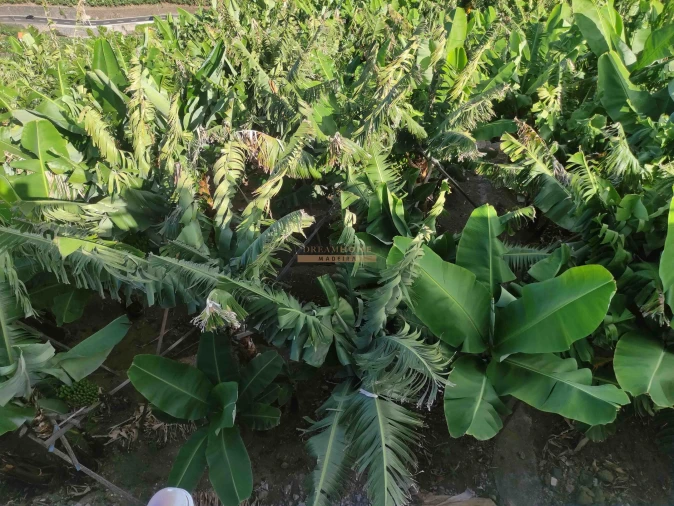 Moradia T3 para Venda em Ponta do Sol Foto 12