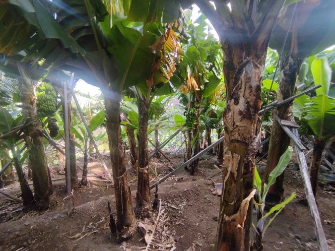 Moradia T3 para Venda em Ponta do Sol Foto 39