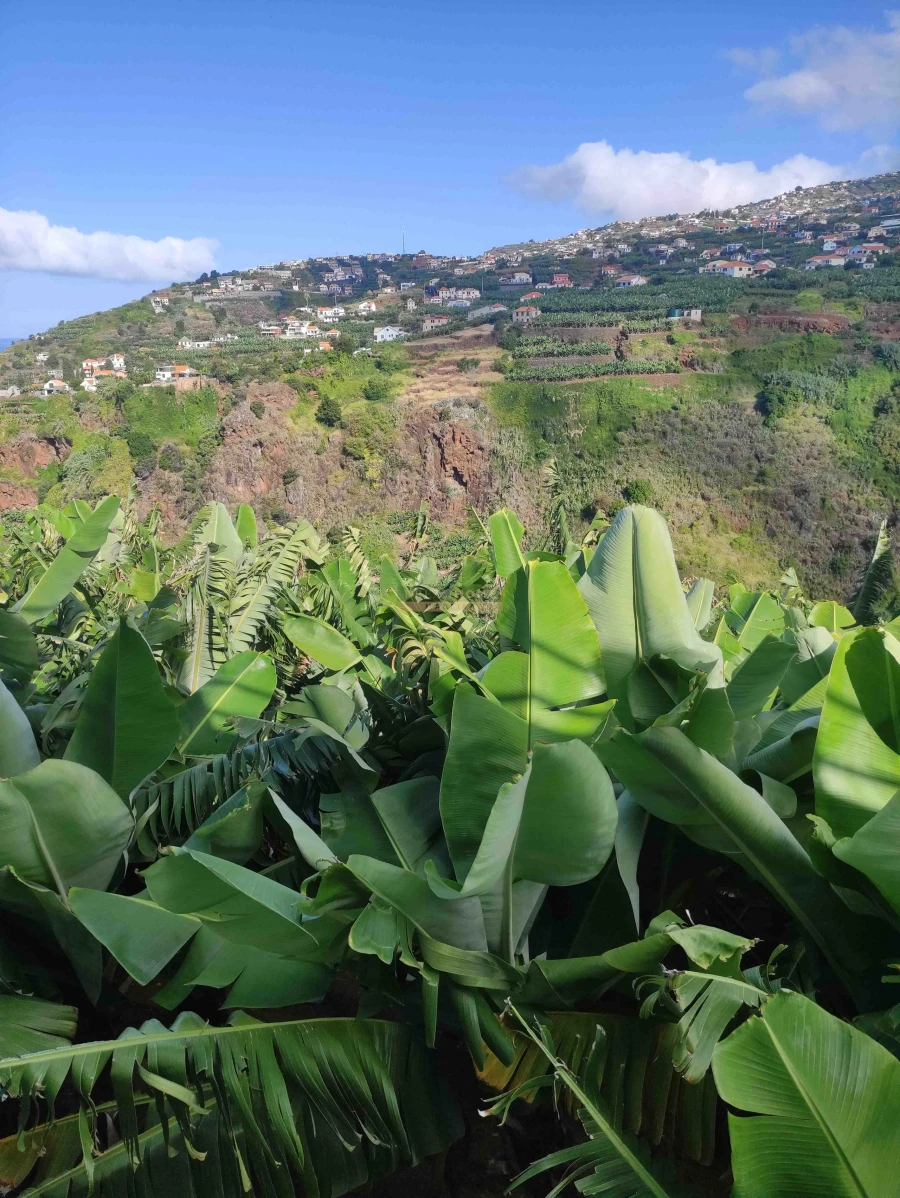 Moradia T3 para Venda em Ponta do Sol Foto 47