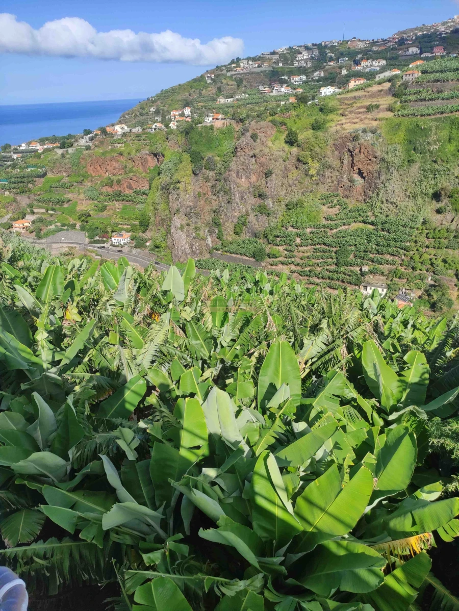 Moradia T3 para Venda em Ponta do Sol Foto 48