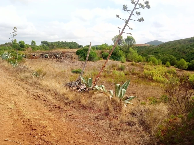 Terreno para Venda em Abrigada e Cabanas de Torres Foto 7