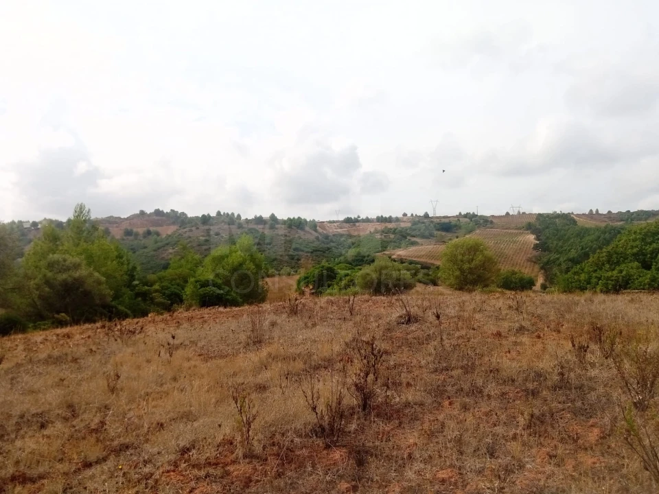 Terreno para Venda em Abrigada e Cabanas de Torres Foto 2