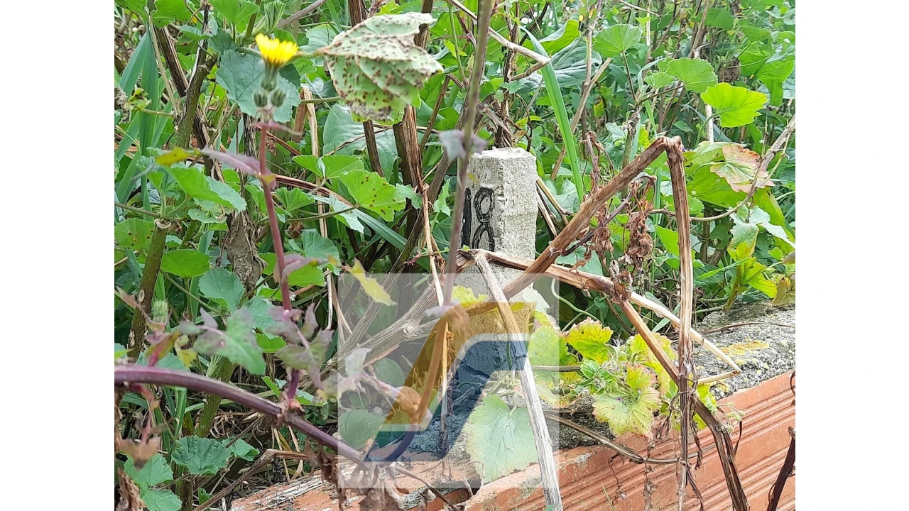 Terreno para Venda em Lourinhã e Atalaia Foto 7