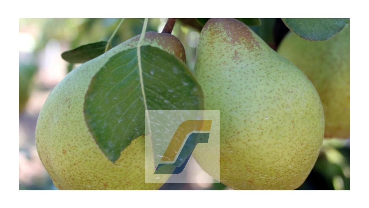 Loja para Venda em Lamas e Cercal Foto 27