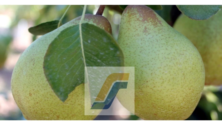 Loja para Venda em Lamas e Cercal Foto 27