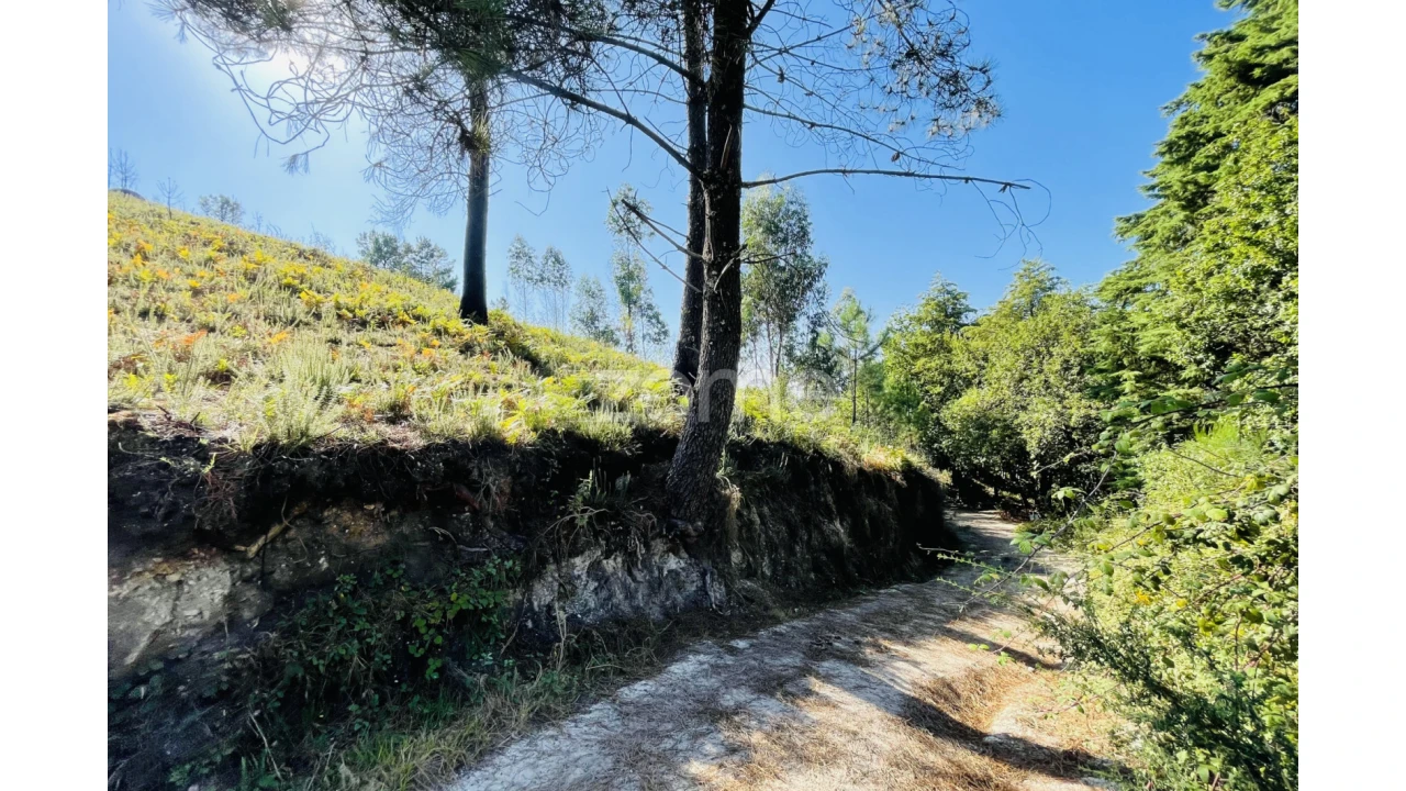 Terreno para Venda em Caniçada e Soengas Foto 10