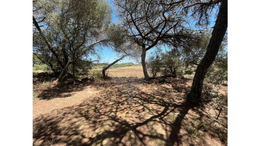 Terreno para Venda em São João das Lampas e Terrugem Foto 11