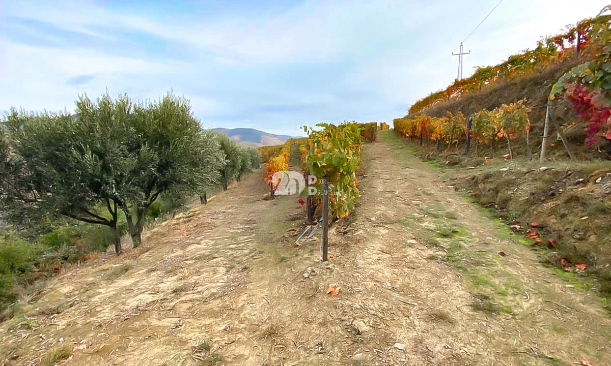Terreno Agricola ou Rústico para Venda em Vila Seca e Santo Adrião Foto 9