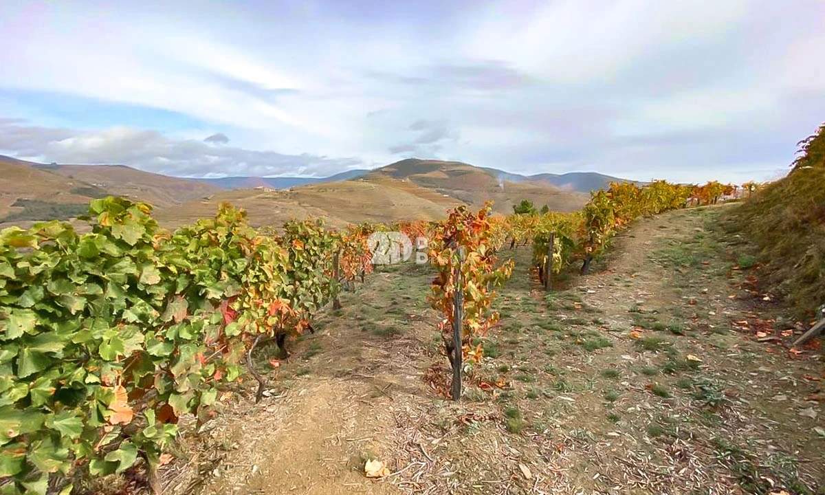 Terreno Agricola ou Rústico para Venda em Vila Seca e Santo Adrião Foto 6