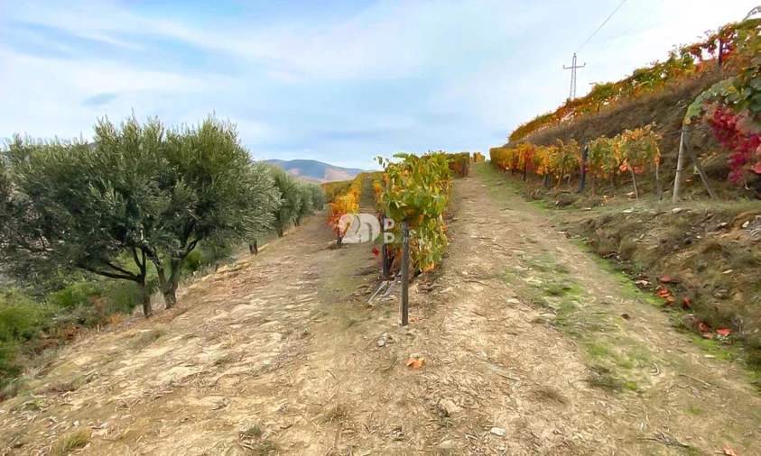 Terreno Agricola ou Rústico para Venda em Vila Seca e Santo Adrião Foto 9