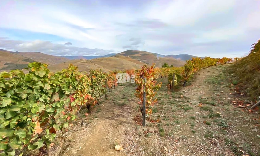 Terreno Agricola ou Rústico para Venda em Vila Seca e Santo Adrião Foto 6