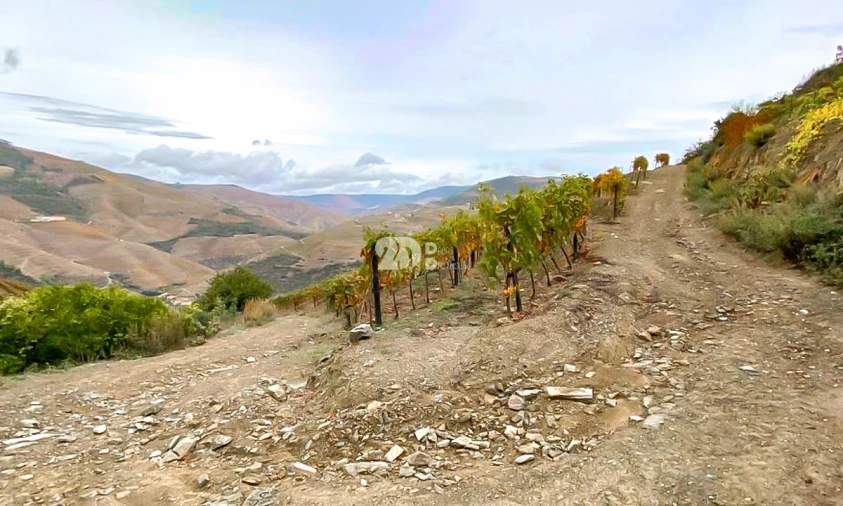 Terreno Agricola ou Rústico para Venda em Vila Seca e Santo Adrião Foto 13