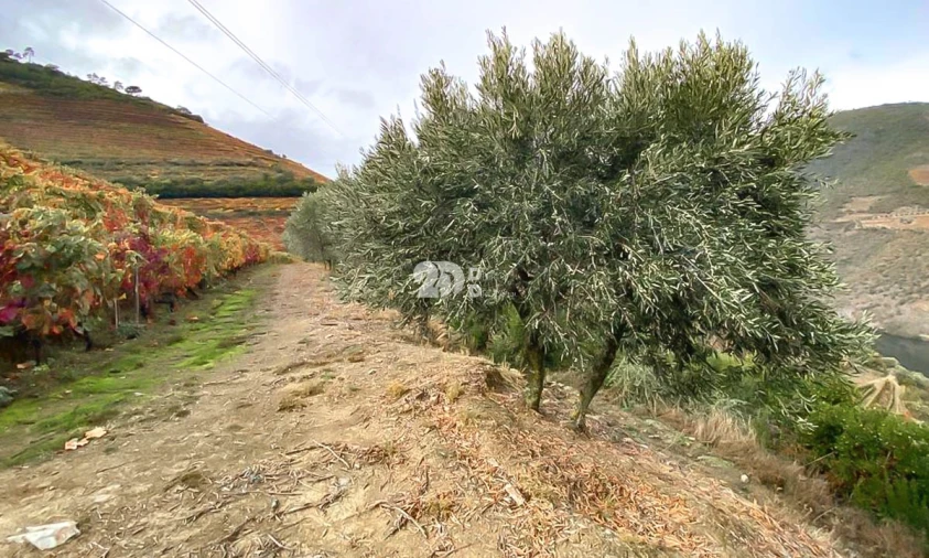 Terreno Agricola ou Rústico para Venda em Vila Seca e Santo Adrião Foto 7